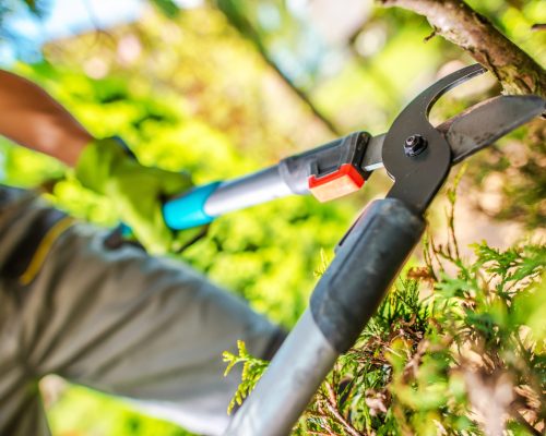 Garden Tree Branches Cut by Cutting Tool. Gardener at Work.